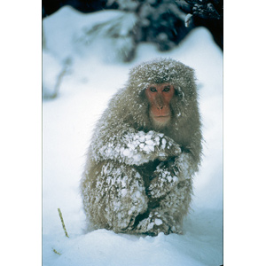 http://www.ihategreenbeans.com/wp-content/uploads/2008/04/snow-monkey.jpg